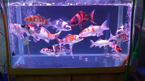 小鯉魚飼養|缸養錦鯉五大技巧：打造健康活潑的水族寵物